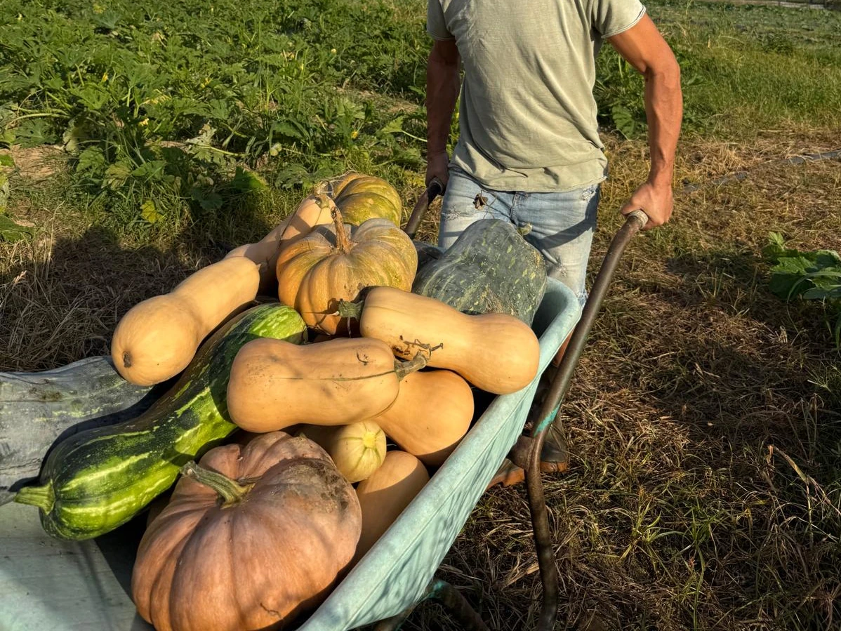 Varietà di zucche